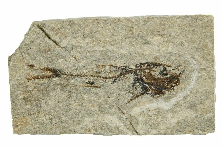 Oligocene Fossil Deep-Sea Hatchetfish (Polyipnus) - Poland #374282